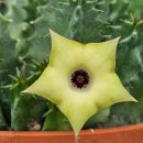 Huernia bayeri